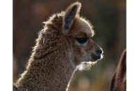 Kamelin Spezial 3mm Pellets 15 kg