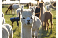 Alpaka & Lama Premium Kräuter Strukturmüsli...